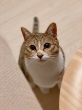 ロッティ(Lottie)&nbsp;Ami 