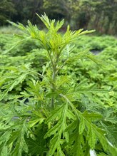 エクシア(ECXIA)/医師監修のよもぎ