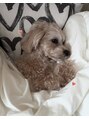デイシー 表参道(deicy)&nbsp;マルプーのわんちゃん飼ってます♪