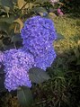 ノヘア フロム ハワイ(NOHEA from Hawaii) 花よりだんご派です!!笑食べるの大好き◎