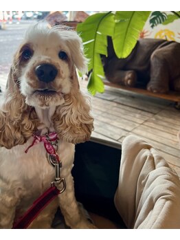 カナサロン(kanasalon)/元気娘!看板犬のプリヤです。