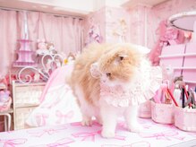 marron's room【３／８ NEW OPEN（予定）】の雰囲気（まろん社長、たまにでてきますにゃん）