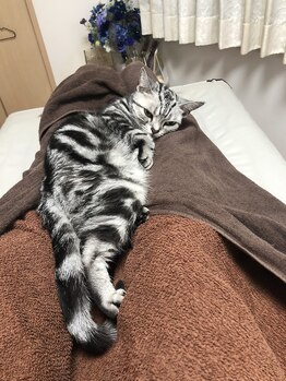 キャンティモア(Canty more)/愛猫ミイ