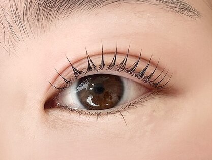 ミヌエット(minuet)の写真