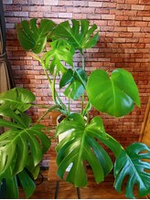 ミラージュ 青葉台(MIRA-JU)/モンステラ♪