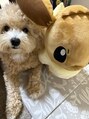 ルチア(Lucia)&nbsp;１歳のマルプーがお家にいます。ゾッコンです！笑