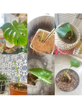 マシュマロハンド/よもぎ蒸し/冷え/むくみ改善