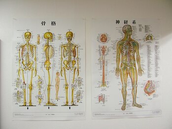 豊津整体院 江坂本店/【体の仕組み図】