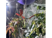 スタジオロビン(Studio Robin)の雰囲気（ジャングルを目指す植物好きインストラクターがお待ちしています）