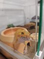 ねこのて 仙川&nbsp;レオパゲッコーという爬虫類も飼ってます（笑）[仙川/定額/]