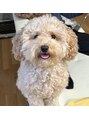 ハーブピーリング&フェイシャルサロン シーベル 福岡天神 実家のワンコは雪だるまです笑溺愛してます^^