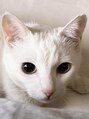 ビューティーアイラッシュ エルミこうのす店&nbsp;かわいい白猫飼ってます♪《まつげパーマ/アイブロウ/眉エクステ