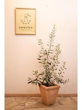 スーリル(Sourire)/シンボルツリー