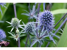 マリス(MARISS)/不死の花・エリンジューム<小顔>