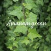 アマナムグリーン(Amanam green)ロゴ