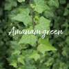 アマナムグリーン(Amanam green)のお店ロゴ