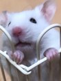 ニュイ 武蔵小杉店(nuit) ペットのハムスター"豆太郎くん"です☆［武蔵小杉/マツエク］