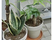 トン アイデザイン(ton eyedesign)/◎ 植物