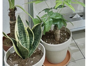 トン アイデザイン(ton eyedesign)/◎ 植物