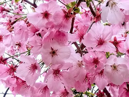 リラクゼーション整体 りめいくの写真