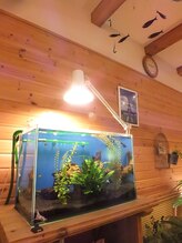 しとろ整体/癒しの水槽☆