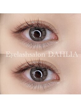 ダリア(DAHLIA)/フラットラッシュブラウン