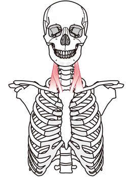 オズ六本木/小顔矯正で首コリが楽になる方も