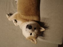 nail salon AULA【アウラ】の雰囲気(プライベートサロンでゆったり過ごせます。柴犬がお出迎え♪)