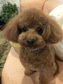 レカロ 札幌大通店(RECARO)&nbsp;実家で飼っているトイプードルのプーです♪7歳の男の子★