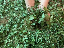 ラニオラ 横浜本店(Lani Ola)/大和当帰の酵素風呂ラニオラ