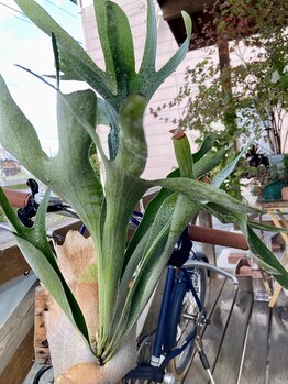 わたなべ整体院/