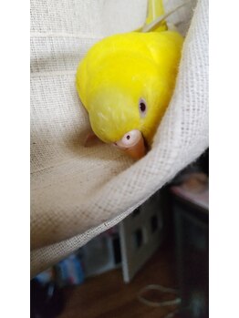 エスト ヘアーリラクゼーション(est Hair Relaxzation)/うちのインコ