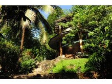 ロータスツリー(LOTUS TREE)/