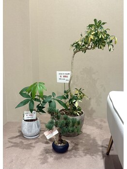 ソナム バイ レンジ(sonam by lange)/観葉植物