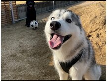 癒しどころ 李庵の雰囲気(シベリアンハスキーのSUNくんです♪大人しく人懐っこい性格◎)