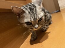 キャンティモア(Canty more)/愛猫ミイ