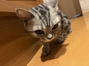 キャンティモア(Canty more)/愛猫ミイ