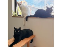 3匹の猫がお見送りにきてくれます♪