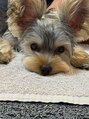 Frances～Grace～&nbsp;愛犬のヨークシャテリア。