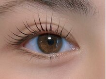 ルピナス(Lupinus)