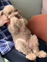 ケン指圧治療院(KEN指圧治療院)/マッサージ犬