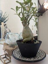 ポ/セクシー先生