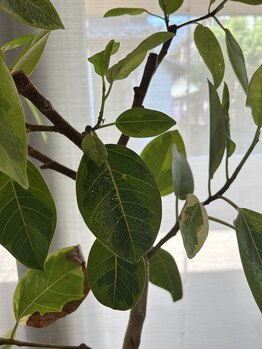 プレシャス(precious)/葉水をあげるようにお肌にも保湿