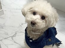 ミランサ ギンザ(MIRANSA GINZA)/看板犬ミラちゃん