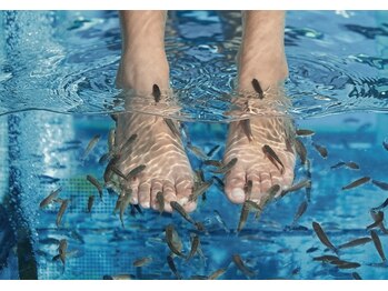 大足スパ 上野 御徒町(BIG FOOT SPA)の写真/最大5名まで同時体験OK★フィッシュで足裏角質ケア♪家族・友達・子連れにも人気◎