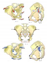 バズ カイロプラクティック(VAZ)/骨盤は開くだけではありません