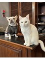 アトリエ オット 高円寺(atelier otto)&nbsp;系列店ALETTA看板犬猫のさくらとリリィをもふもふしてます