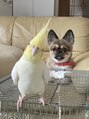 スウィートラッシュ 久喜テラレス店(Sweet Lash)&nbsp;ペキチワとオカメインコを飼っています！