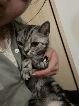 キャンティモア(Canty more)/愛猫ミイ