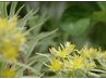 【ペア利用】親子で始める、身体を大切にする習慣|無農薬国産よもぎ蒸し